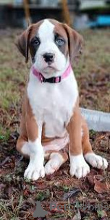 Foto №1. deutscher boxer - zum Verkauf in der Stadt Lissabon | 700€ | Ankündigung № 165952