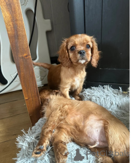 Foto №2 zu Ankündigung № 148580 zu verkaufen cavalier king charles spaniel - einkaufen Tschechische Republik quotient 	ankündigung