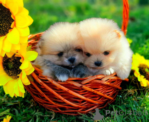 Foto №1. pommersche spitz - zum Verkauf in der Stadt Baden-Baden | verhandelt | Ankündigung № 166147