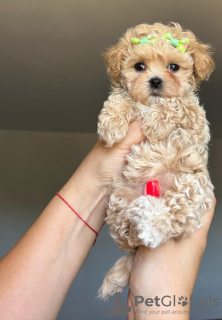 Foto №3. Süßer Maltipoo-Welpe zur Adoption. Deutschland