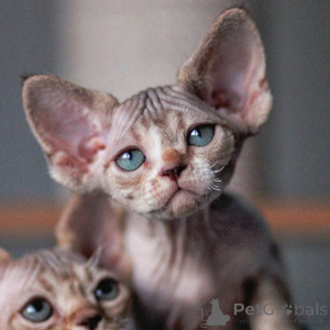 Foto №1. devon rex - zum Verkauf in der Stadt Riga | verhandelt | Ankündigung № 171387