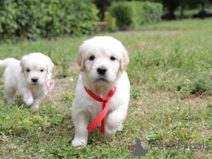 Zusätzliche Fotos: Golden Retriever-Welpen