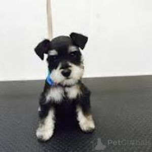 Foto №2 zu Ankündigung № 169506 zu verkaufen schnauzer - einkaufen Finnland quotient 	ankündigung, züchter