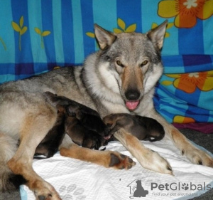 Foto №4. Ich werde verkaufen tschechoslowakischer wolfhund in der Stadt Москва. züchter - preis - verhandelt