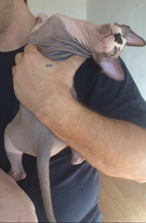 Foto №4. Ich werde verkaufen sphynx cat in der Stadt Tula. vom kindergarten - preis - Verhandelt