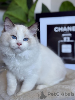 Foto №2 zu Ankündigung № 157128 zu verkaufen ragdoll-katze - einkaufen Luxemburg züchter