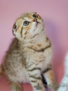 Foto №2 zu Ankündigung № 161687 zu verkaufen  - einkaufen USA 