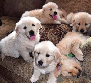 Foto №1. golden retriever - zum Verkauf in der Stadt Bilbao | verhandelt | Ankündigung № 175880