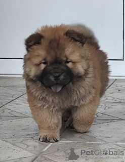 Foto №1. chow-chow - zum Verkauf in der Stadt Belgrad | 250€ | Ankündigung № 108974