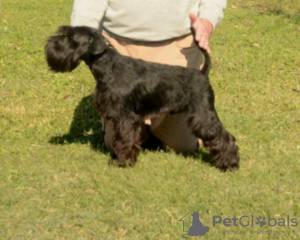 Foto №3. Miniature schnauzer puppies black and black silver. Serbien