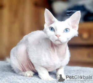 Foto №2 zu Ankündigung № 123673 zu verkaufen devon rex - einkaufen Deutschland quotient 	ankündigung