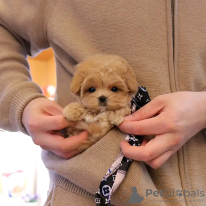 Foto №3. Maltipoo-Welpen suchen ein neues Zuhause. Business WhatsApp 37256062792. Belgien