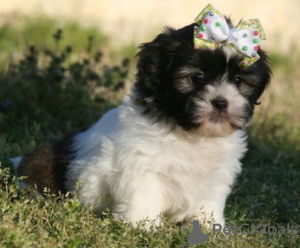 Foto №2 zu Ankündigung № 36388 zu verkaufen shih tzu - einkaufen Deutschland 