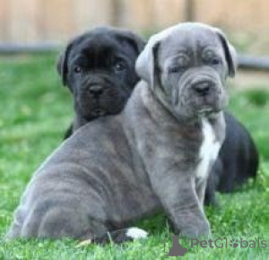 Foto №1. cane corso italiano - zum Verkauf in der Stadt Istanbul | verhandelt | Ankündigung № 175629