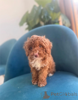 Foto №1. mischlingshund - zum Verkauf in der Stadt Böblingen | 350€ | Ankündigung № 153379