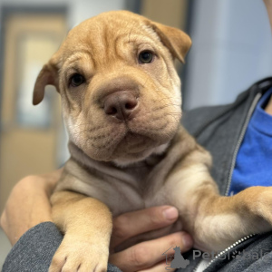 Foto №1. shar-pei - zum Verkauf in der Stadt Billund | 450€ | Ankündigung № 173384