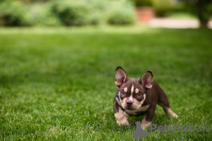 Zusätzliche Fotos: American Bully Welpen zu verkaufen