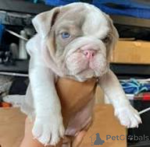 Foto №1. englische bulldogge - zum Verkauf in der Stadt Manchester | 850€ | Ankündigung № 165706