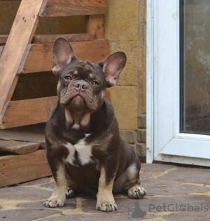 Foto №2 zu Ankündigung № 13709 zu verkaufen französische bulldogge - einkaufen Weißrussland züchter