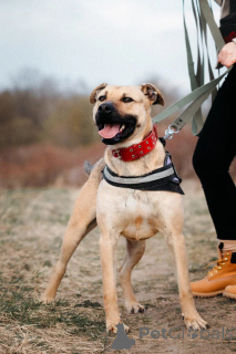 Foto №2 zu Ankündigung № 168739 zu verkaufen mischlingshund - einkaufen Russische Föderation aus dem tierheim