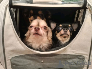 Foto №2 zu Ankündigung № 126842 zu verkaufen chihuahua - einkaufen Frankreich züchter