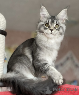 Foto №2 zu Ankündigung № 163175 zu verkaufen maine-coon-katze - einkaufen Deutschland züchter