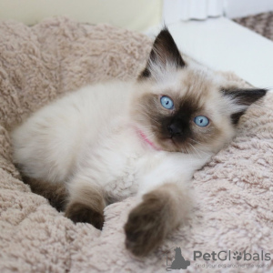 Foto №1. ragdoll-katze - zum Verkauf in der Stadt Canton | 284€ | Ankündigung № 37129