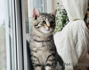 Zusätzliche Fotos: Das kleine Kätzchen Lyolik sucht ein Zuhause und eine liebevolle Familie!