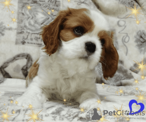 Zusätzliche Fotos: Cavalier King Charles Spaniel vielversprechender Junge