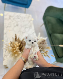 Foto №2 zu Ankündigung № 131506 zu verkaufen malteser - einkaufen USA züchter