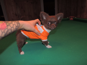 Zusätzliche Fotos: Chihuahua Super Mini.