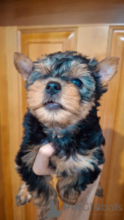 Foto №1. biewer terrier, yorkshire terrier - zum Verkauf in der Stadt Tallinn | 650€ | Ankündigung № 161229