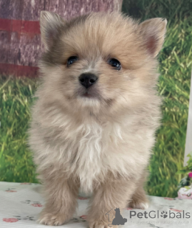 Foto №1. pommersche spitz - zum Verkauf in der Stadt Los Angeles | verhandelt | Ankündigung № 135812