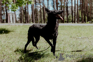 Foto №4. Ich werde verkaufen mischlingshund in der Stadt Minsk. quotient 	ankündigung - preis - Frei