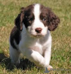 Foto №2 zu Ankündigung № 169505 zu verkaufen english springer spaniel - einkaufen Finnland quotient 	ankündigung, züchter