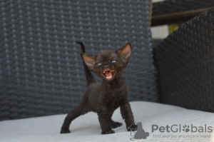 Foto №2 zu Ankündigung № 121021 zu verkaufen devon rex - einkaufen Deutschland quotient 	ankündigung, züchter