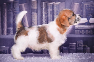 Foto №3. Jack Russell Terrier Welpen. Russische Föderation