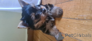 Foto №2 zu Ankündigung № 140666 zu verkaufen yorkshire terrier - einkaufen Griechenland quotient 	ankündigung