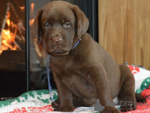 Foto №1. labrador retriever - zum Verkauf in der Stadt Leipzig | Frei | Ankündigung № 123919