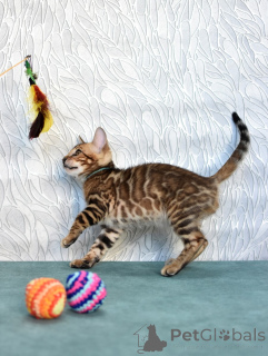 Foto №3. Rassekätzchen aus der Gärtnerei. Weißrussland