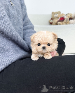 Foto №1. maltipu - zum Verkauf in der Stadt Торонто | verhandelt | Ankündigung № 134032