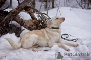 Foto №2 zu Ankündigung № 22503 zu verkaufen mischlingshund - einkaufen Russische Föderation quotient 	ankündigung
