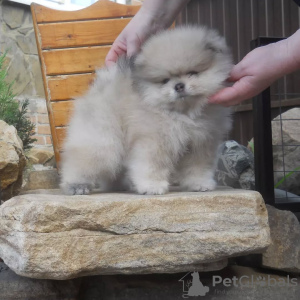 Foto №3. Szpic Pommersche Welpen, männliche und weibliche Welpen.. Deutschland