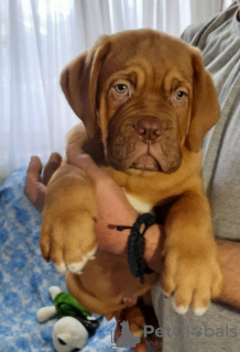 Foto №4. Ich werde verkaufen dogue de bordeaux in der Stadt Москва. vom kindergarten - preis - verhandelt