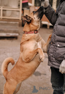 Foto №4. Ich werde verkaufen mischlingshund in der Stadt St. Petersburg. quotient 	ankündigung - preis - Frei