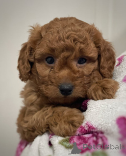 Foto №1. mischlingshund - zum Verkauf in der Stadt Франкфурт-на-Майне | 499€ | Ankündigung № 143444