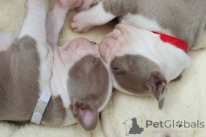 Foto №3. Verfügbar. USA