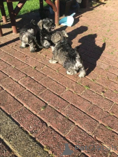 Foto №2 zu Ankündigung № 137789 zu verkaufen schnauzer - einkaufen Deutschland züchter