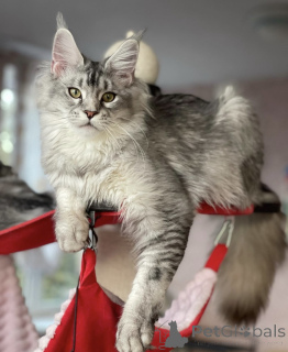 Foto №2 zu Ankündigung № 163187 zu verkaufen maine-coon-katze - einkaufen Deutschland züchter