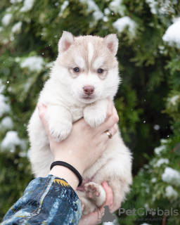 Foto №2 zu Ankündigung № 31091 zu verkaufen siberian husky - einkaufen Ukraine vom kindergarten, züchter